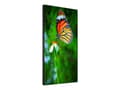 Miniatyrbilde 2 av 5: NEC MultiSync UN552S - 55" Diagonalklasse LED-bakgrunnsbelyst LCD-skjerm - intelligent skilting - 1080p 1920 x 1080 - direktebelyst LED
