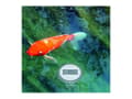 Miniatyrbild 5 av 7: TFA Palma Radiostyrd Pooltermometer