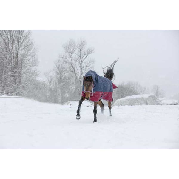 Equitheme Äänestysmäärä Matto Combo Tyrex 1200 D Polyfil 350g Sininen 175-125 cm