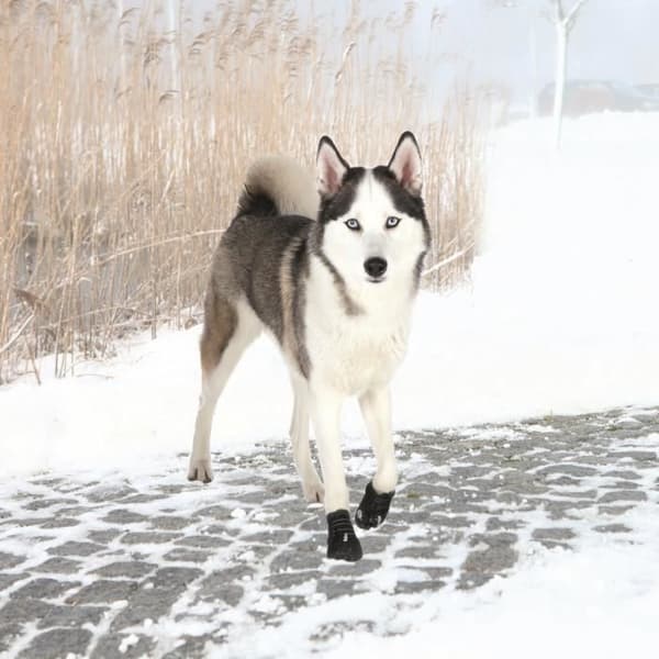 TRIXIE Walker Active skyddsstövlar 2 st M-L - Svart - För hundar