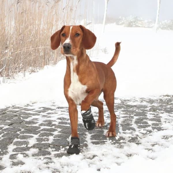 TRIXIE Walker Active skyddsstövlar 2 st L-XL - Svart - För hundar