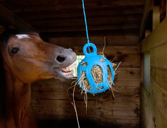 Jolly Hay Ball 20 cm - Interaktiv godbidsbold til heste