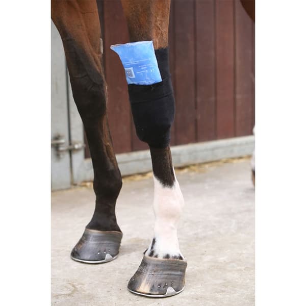 Kentucky Senegrebssok