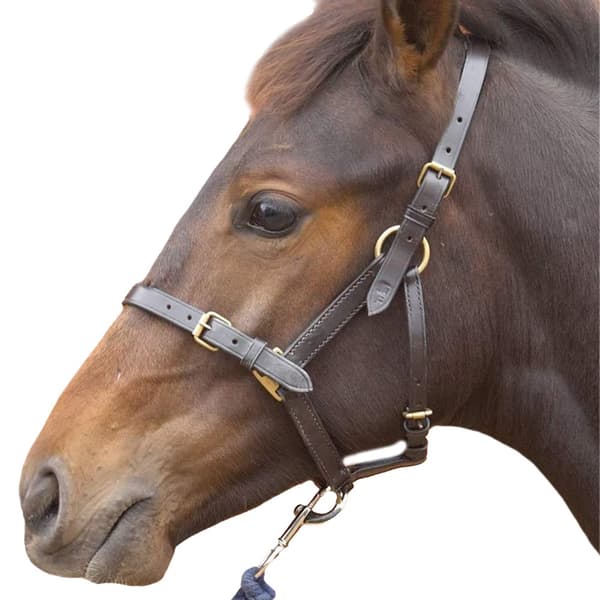 Hy Leather Foal Head Collar Brown Large