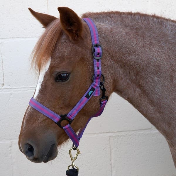 Hy Duo Head Collar