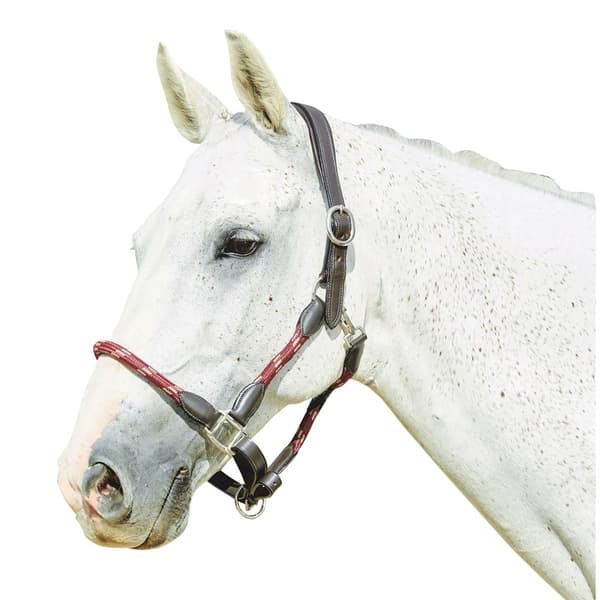 Kincade Leather Rope Headcollar