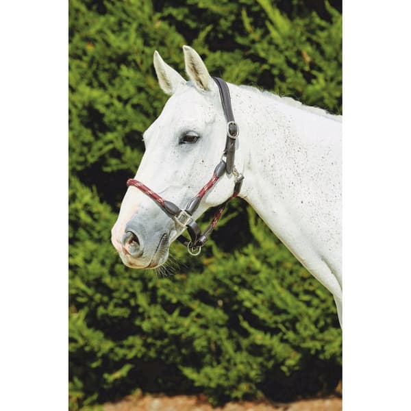 Kincade Läder Rope Headcollar