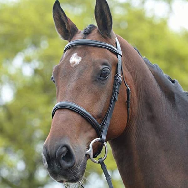 Kincade Leather Raised Cavesson Bridle II