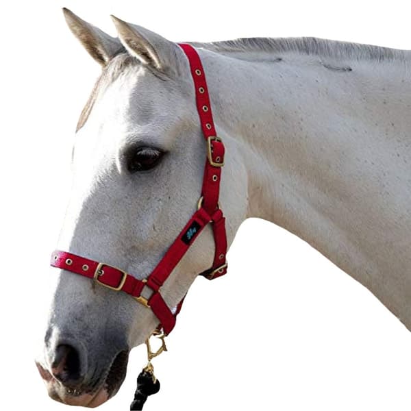 Hy Holly Fully Adjustable Head Collar