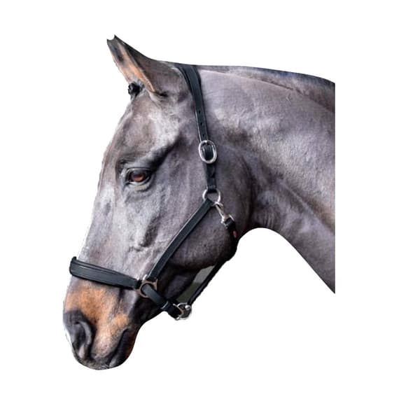 John Whitaker Ready To Ride Leather Horse Headcollar Black Cob
