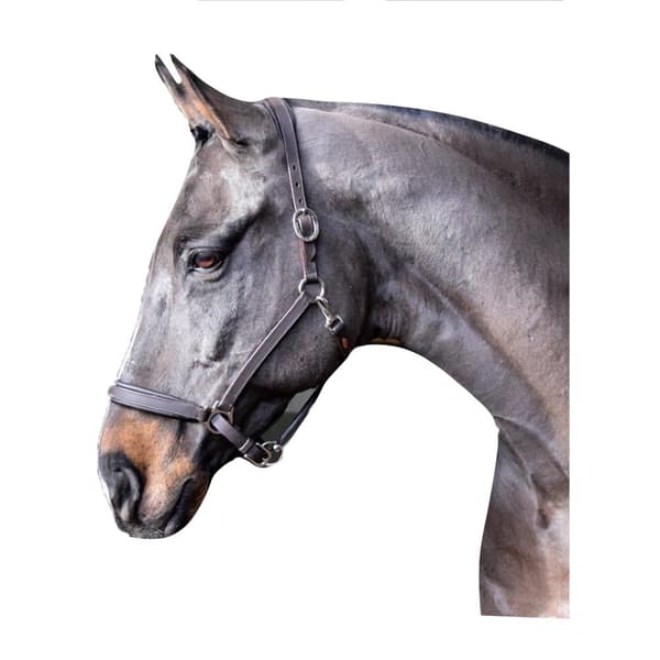John Whitaker Redo att rida Läder häst Headcollar