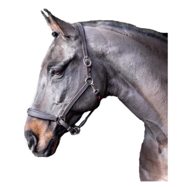 Whitaker Ready To Ride Leather Horse Headcollar Black Pony