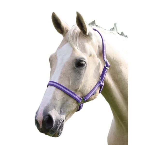 Wessex Horse Headcollar