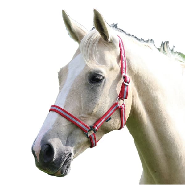 Wessex Hest Hovedhalsbånd