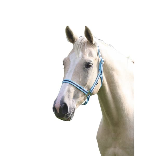 Wessex Hest Hovedhalsbånd