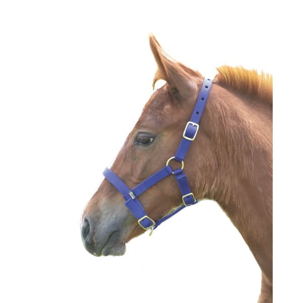 Shires Foal Headcollar