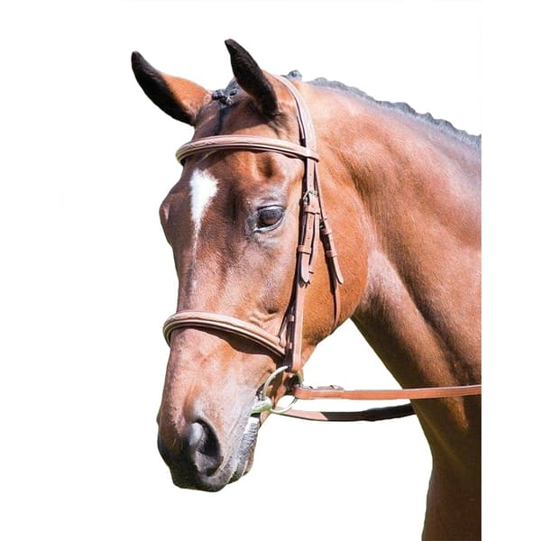Avignon Hunter Läder Häst Cavesson Bridle