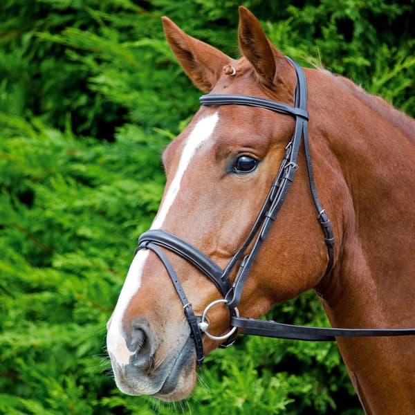 Aviemore Comfort Fit Leather Horse Bridle