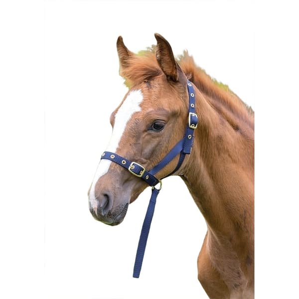 Shires Foal Slip Headpiece