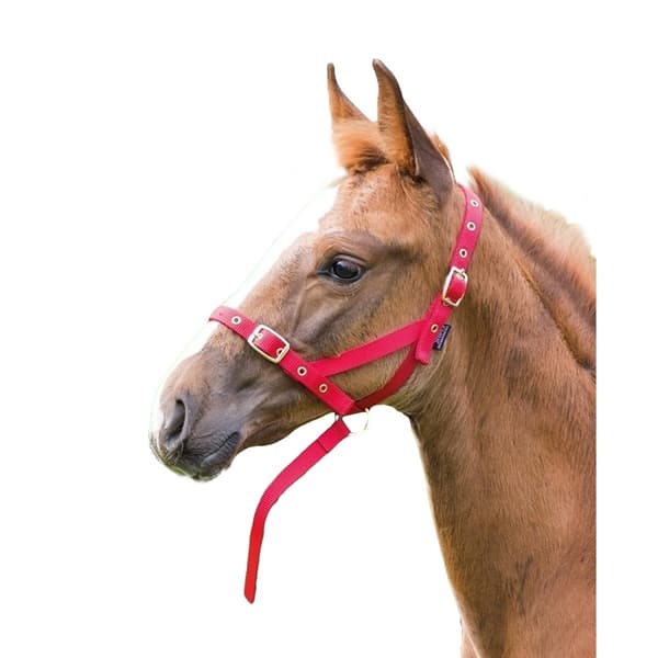 Shires Foal Slip Headpiece