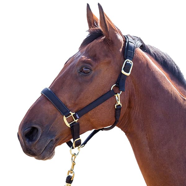 Shires Topaz Nylon Horse Headcollar