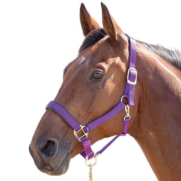 Shires Topaz Nylon Horse Headcollar