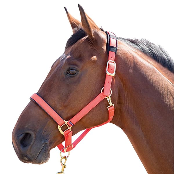 Shires Topaz Nylon Horse Headcollar