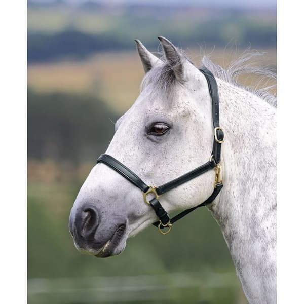 Blenheim Ragley Leather Horse Headcollar