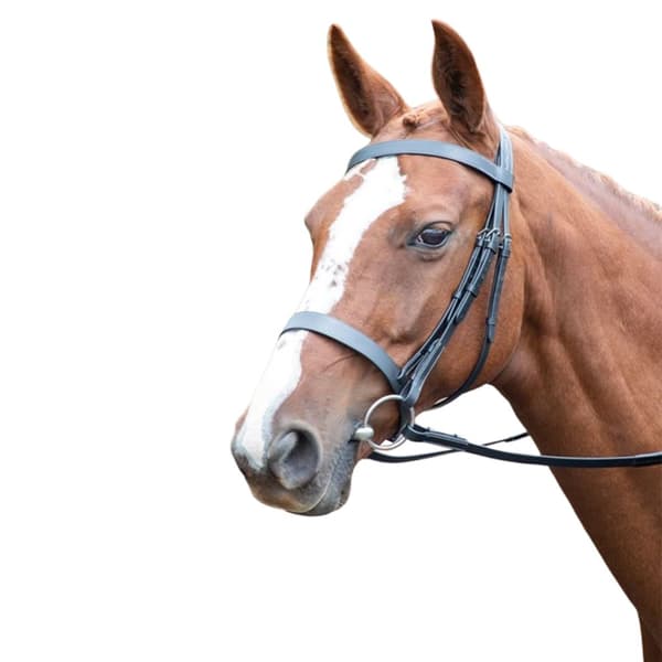 Avignon Läder häst Cavesson Bridle