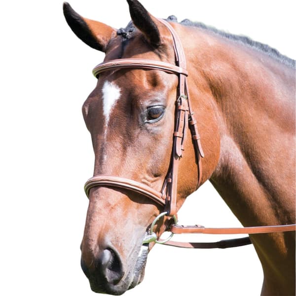 Avignon Leather Horse Cavesson Bridle
