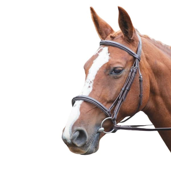 Avignon Läder häst Cavesson Bridle