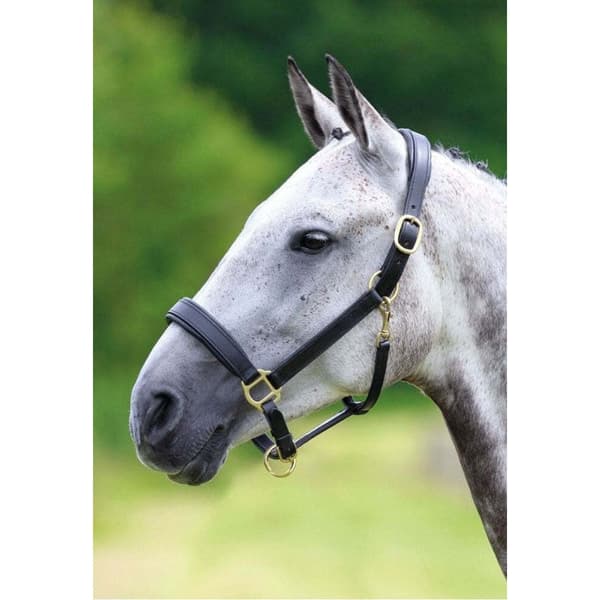 Blenheim Læder Travel Horse Headcollar