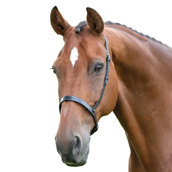 Blenheim Læder Hest Cavesson næsebånd
