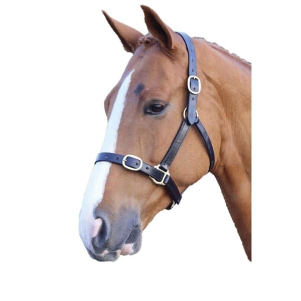 Blenheim Leather Adjustable Horse Headcollar Black Suckling