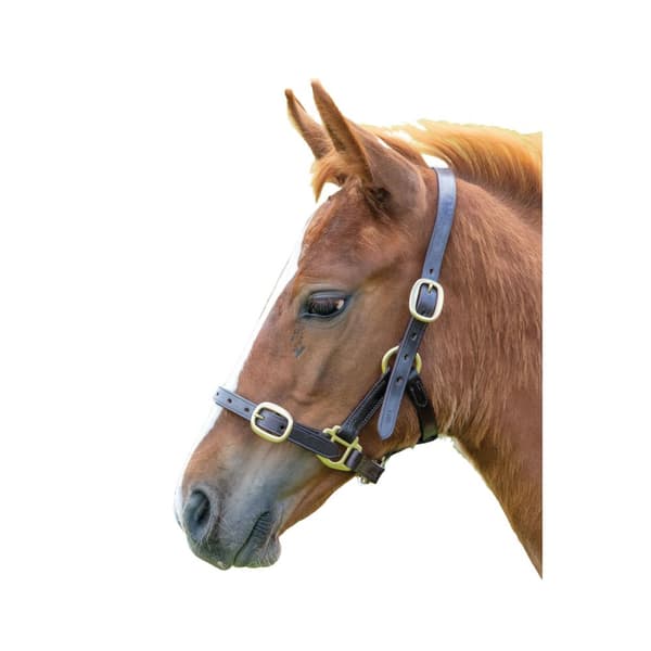 Blenheim Leather Adjustable Horse Headcollar