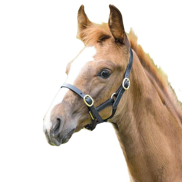 Blenheim Leather Adjustable Horse Headcollar