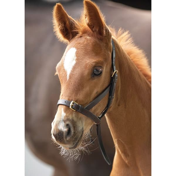Blenheim Leather Foal Slip Headpiece