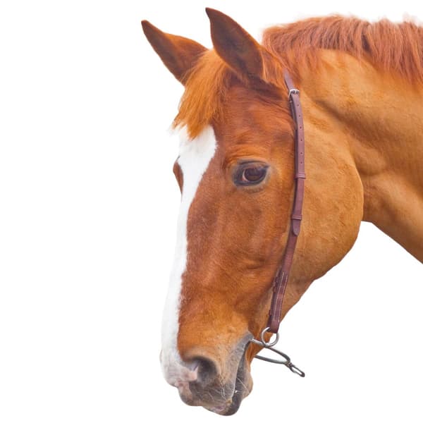 Blenheim Leather Horse Chifney Bit Strap