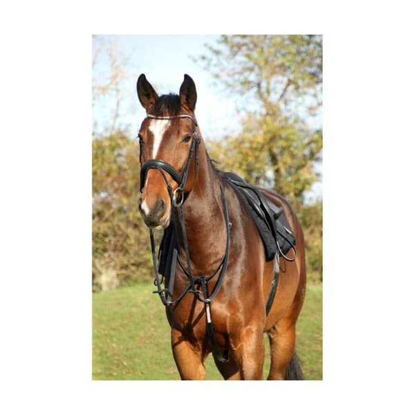 Hy Rosciano Leather Horse Martingale