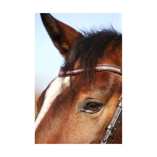 Hy Rosciano Leather Horse Browband