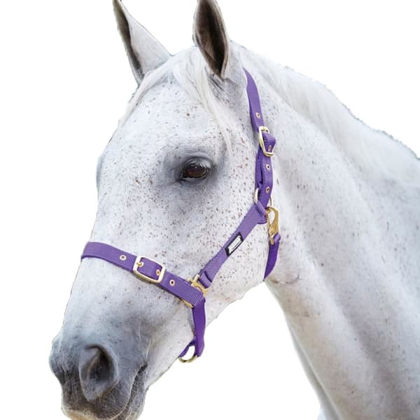Roma Adjustable Horse Headcollar
