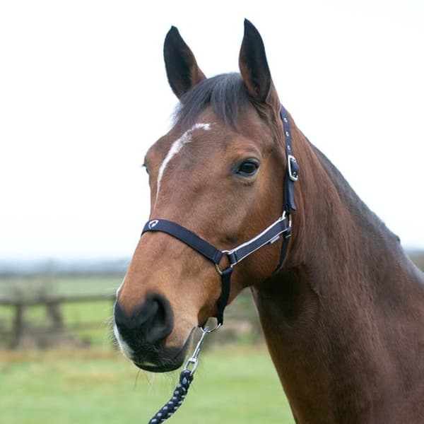 Hy Synergy Horse Headcollar and Leadrope