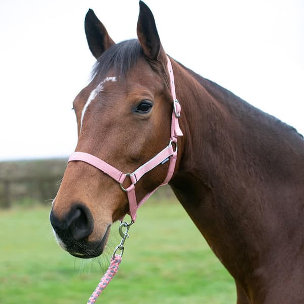 Hy Synergy Horse Headcollar