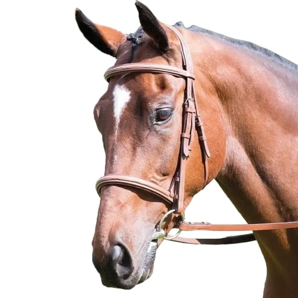 Avignon Vadderat läder häst kavesson nosband