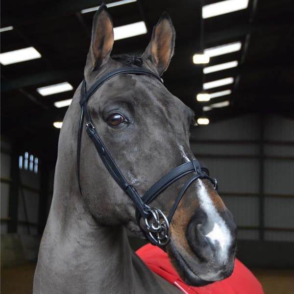 Whitaker Klar til at ride læder hest Snaffle Bridle