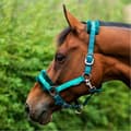 Miniatyrbilde 2 av 2: Hy Dazzle Horse Headcollar