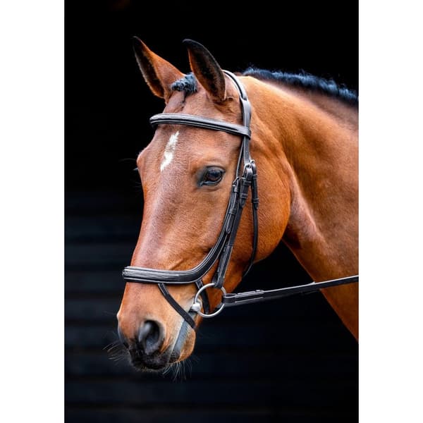 Salisbury Buckingham Leather Horse Bridle