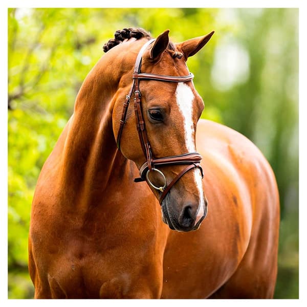 Br Trense Cheltenham Brun Cob