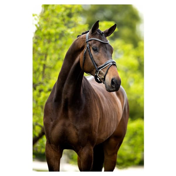 Br Trense Bolton Sort Cob