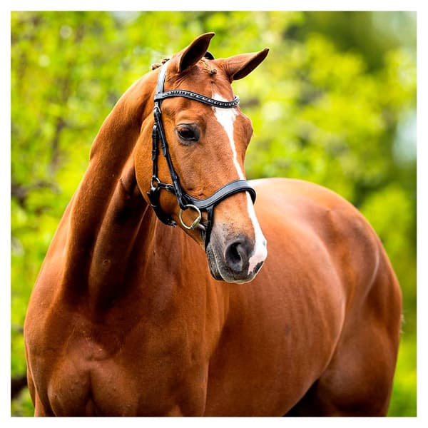 Br Tygla Mirfield Svart Cob